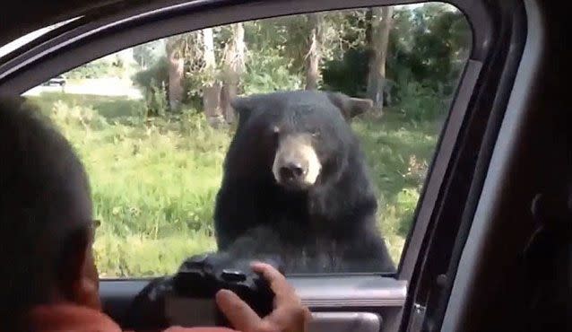 A curious black bear opens a car door with its paw, terrifying an American family. Picture: Liveleak/Sarcasmonaut