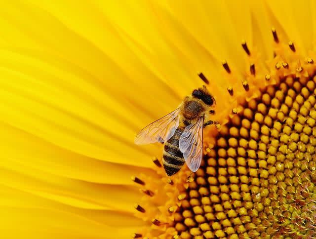 英國高溫破紀錄，雄性蜜蜂出現抽搐、射精暴斃情況。（示意圖／翻攝自Pixabay）