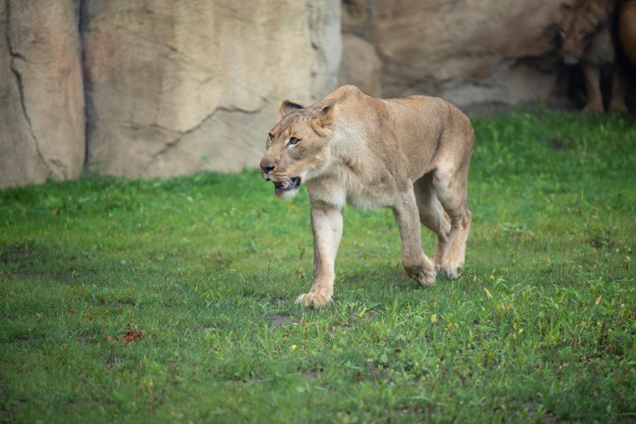 Shtuko the lioness makes her walk onto the turf of her enclosure to be fed at the Ribbon Cutting ceremony of the new lion enclosure at the Potawatomi Zoo in South Bend, on June 29, 2023. 