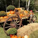 <p>Pick pumpkins, then enjoy a meal at the fantastic, down-home restaurant at <a href="https://www.mikesfarmnc.com/" rel="nofollow noopener" target="_blank" data-ylk="slk:Mike's Farm;elm:context_link;itc:0;sec:content-canvas" class="link ">Mike's Farm</a>—or enjoy a hayride! You and your kids can also spend some time with the farm animals here. There's so much to do at this gorgeous farm, which offers event space for weddings and large parties as well. </p><p><a class="link " href="https://go.redirectingat.com?id=74968X1596630&url=https%3A%2F%2Fwww.tripadvisor.com%2FAttraction_Review-g48959-d7789318-Reviews-Mike_s_Farm-Beulaville_North_Carolina.html&sref=https%3A%2F%2Fwww.countryliving.com%2Flife%2Ftravel%2Fg21273436%2Fpumpkin-farms-near-me%2F" rel="nofollow noopener" target="_blank" data-ylk="slk:PLAN YOUR TRIP;elm:context_link;itc:0;sec:content-canvas">PLAN YOUR TRIP</a></p>