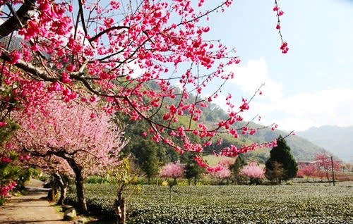 滿山粉紅櫻瓣與翠綠茶園相映