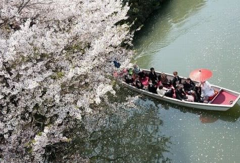 於櫻花季節更有櫻花可以睇，構成完美明信片！