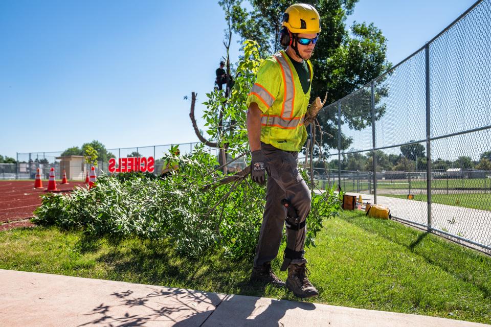 Davey Tree Service's Tim Stuber hauls an ash tree limb to a chipper at Rocky Mountain High in Fort Collins on Tuesday.