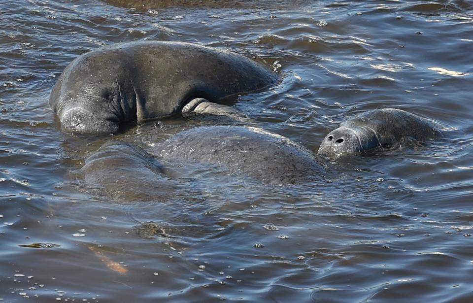 Manatees are considered one of Florida’s keystone species whose behavior can alert researchers to the environmental and habitat changes that may otherwise go unnoticed in Florida’s waterways for extended periods of time, according to the FWC.