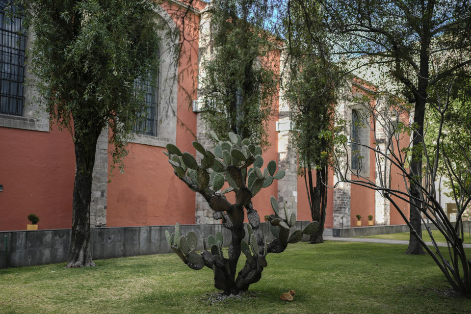 Bowie rests in the shade of a towering cactus on National Palace grounds in Mexico City, Thursday, March 4, 2024. Bowie, named after the rockstar David Bowie, is one of nineteen cats that have made history after the government of Mexican President Andrés Manuel López Obrador declared them to be "living fixed assets", the first animals in Mexico to receive the title. (AP Photo/Eduardo Verdugo)