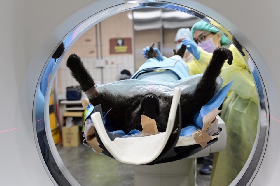 狒狒屍體送至台北市立動物園進行斷層掃瞄檢查。（圖：林務局提供）