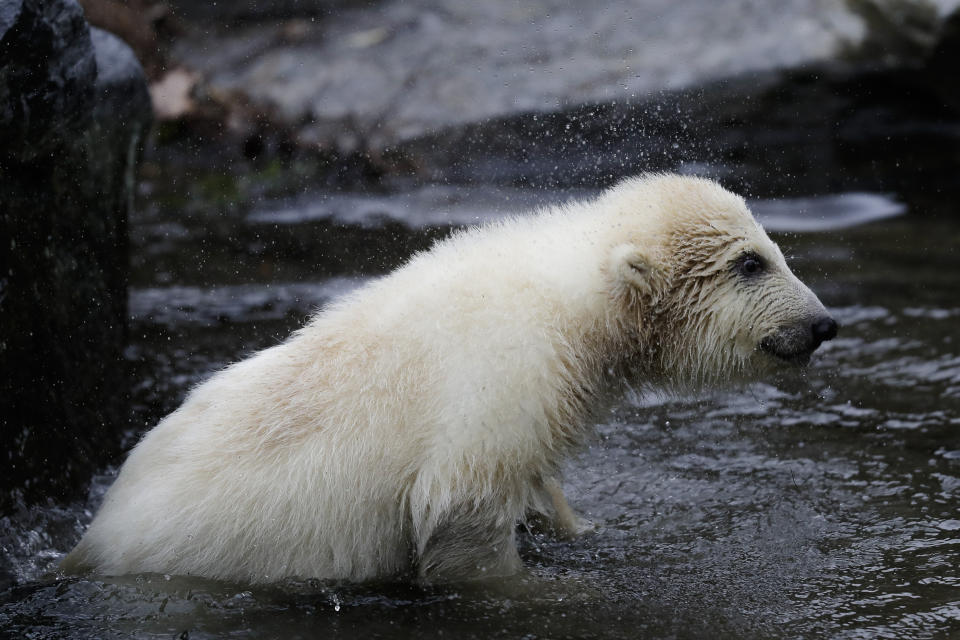 A female polar bear baby stand in the water at its enclosure at the Tierpark zoo in Berlin, Friday, March 15, 2019. The still unnamed bear, born Dec. 1, 2018 at the Tierpark, is presented to the public for the first time. (AP Photo/Markus Schreiber)