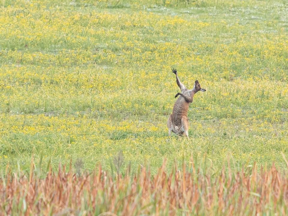 A kangaroo leaning back with its arms in the air, as if it were singing in an opera.