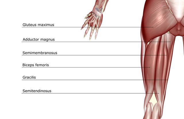 MedicalRF.com/MedicalRF.com/Getty Images Hamstring muscle group consists of semimembranosus, biceps femoris and semitendinosus.