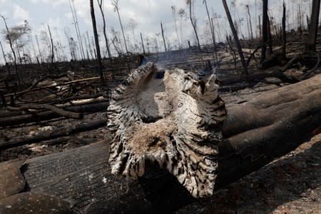 A burning tract of Amazon jungle is pictured in Porto Velho