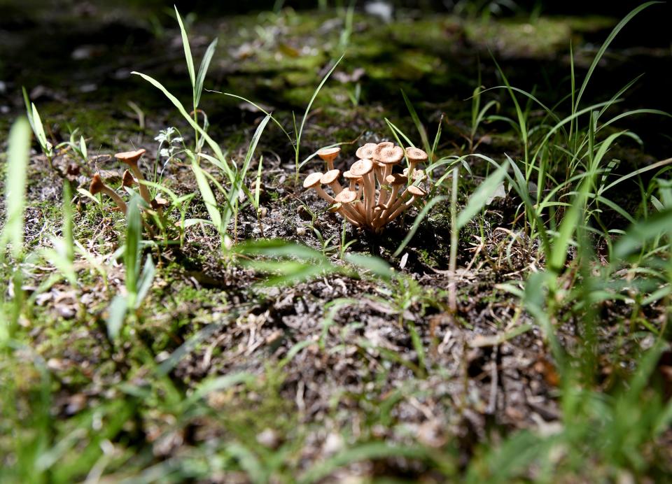 Mushrooms found during the Goat Plum Tree Farm mushroom foraging class Saturday, Sept. 2, 2023, in Berlin, Maryland.