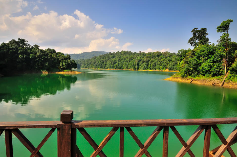 20 Most Forested Countries in Asia