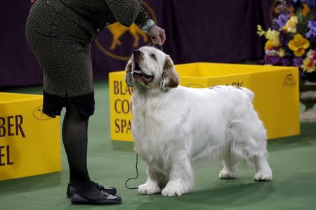 A Clumber Spaniel is judged during competition in the Sporting Group. REUTERS/Mike Segar