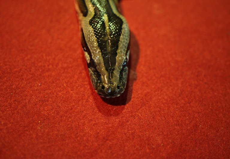 File picture taken on February 10, 2013 shows a python shown during a snake display at the National Zoo in Kuala Lumpur, Malaysia. A python strangled two children in their sleep in eastern Canada after escaping from a reptile shop and slithering through a ventilation shaft, police said Monday