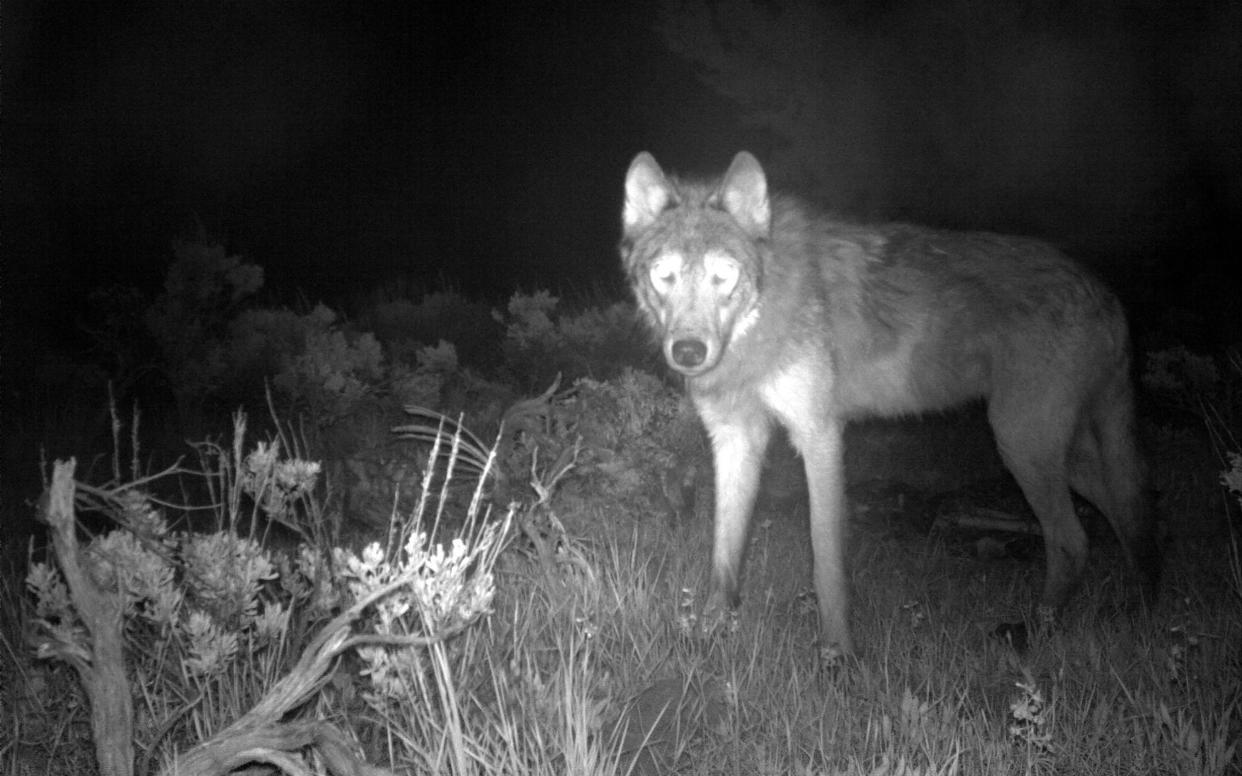 Adults known as John and Jane were reintroduced in 2019 and 2020 and they appear to have produced at least three pups - Colorado Parks and Wildlife