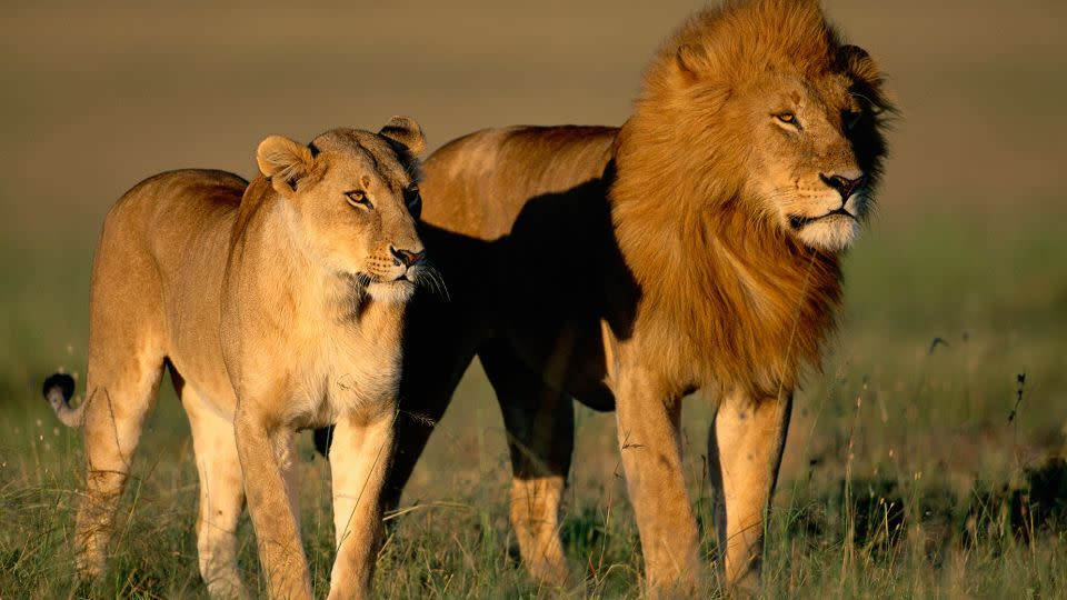 A female and male lion share an early morning walk in Kenya's Masai Mara National Reserve during mating season. While it's a bad idea to mess with lions at any time, it's an especially terrible idea to interfere with them during courtship time. - Paul A. Souders/Stone RF/Getty Images