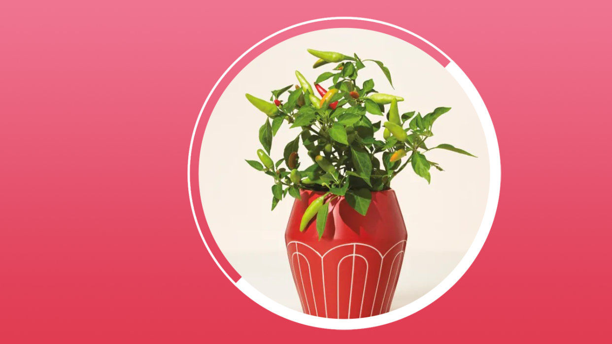 potted chili plant