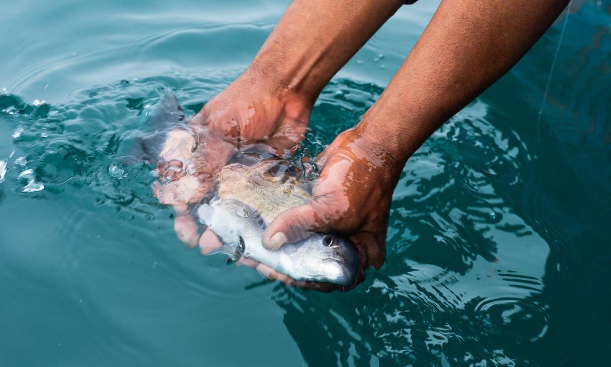 <span>Wilfred Poggenpoel catching a Cape bream off Lambert’s Bay.</span><span>Photograph: Abalobi</span>