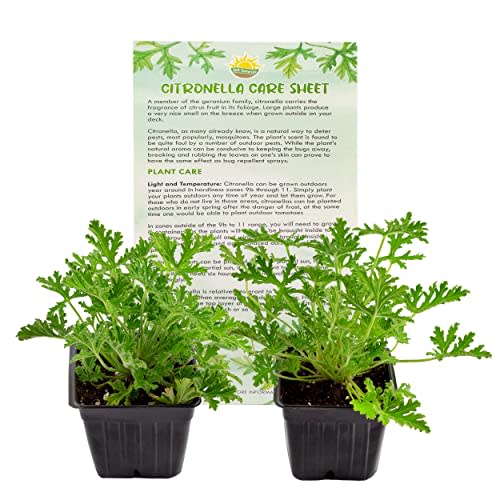 Live Citronella Geranium Plants (4-Pack); Pelargonium Citronella Scented Potted Plants