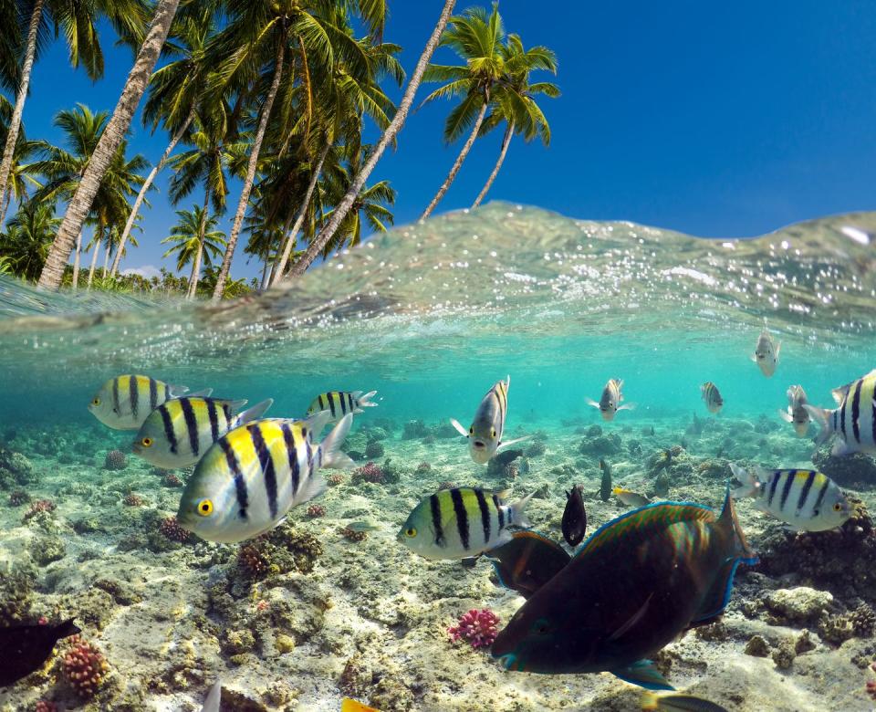 1) 9% of the worlds coral reefs can be found in the Caribbean.