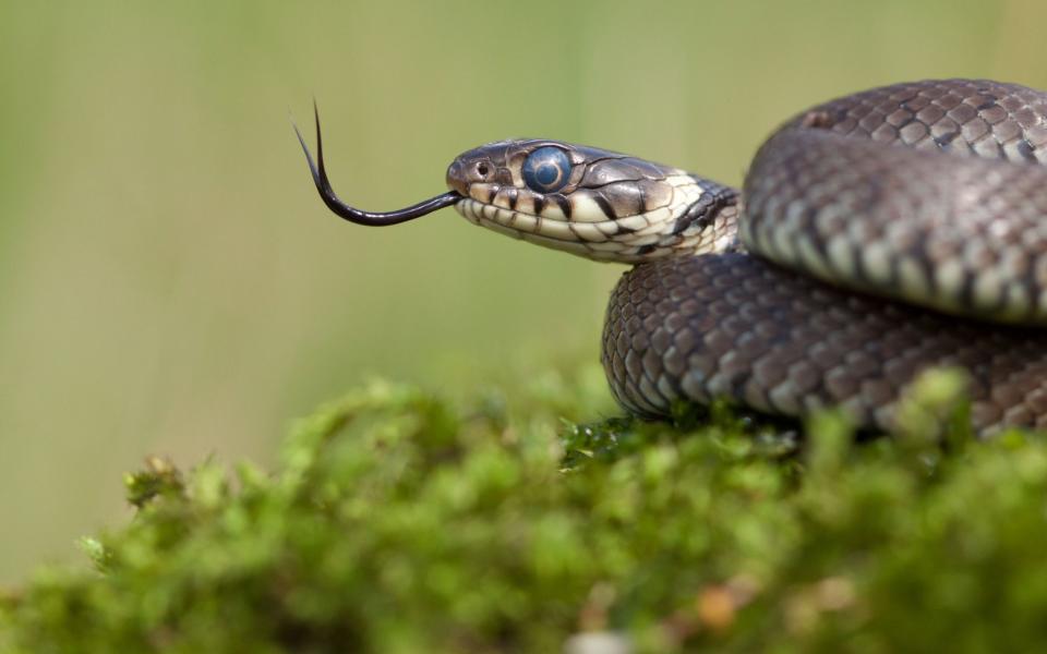 A grass snake  - PA