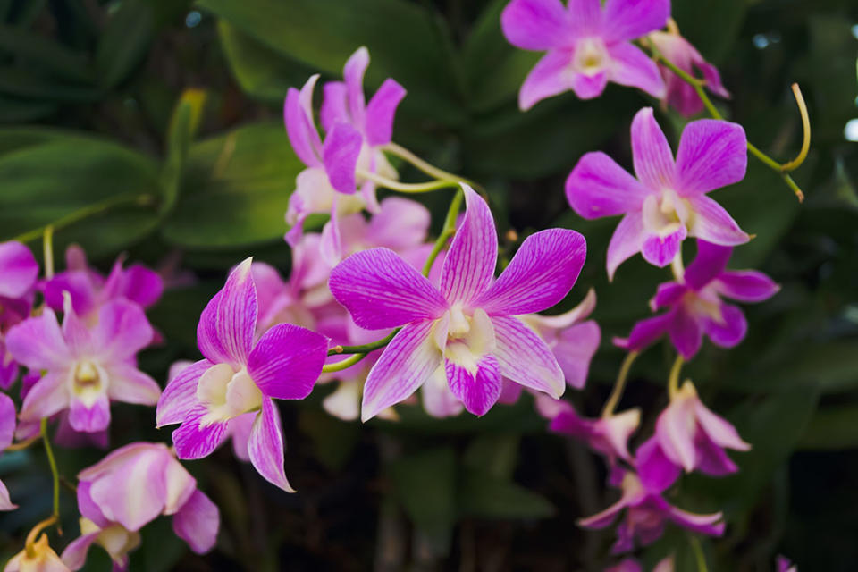 父親節代表花卉之一的石斛蘭（Image Source : Getty Creative）