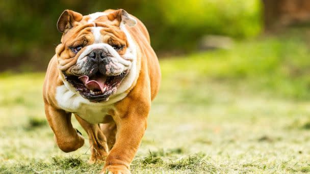 PHOTO: A purebred English Bulldog is pictured in an undated stock image. (STOCK IMAGE/Ammit Jack/Shutterstock)