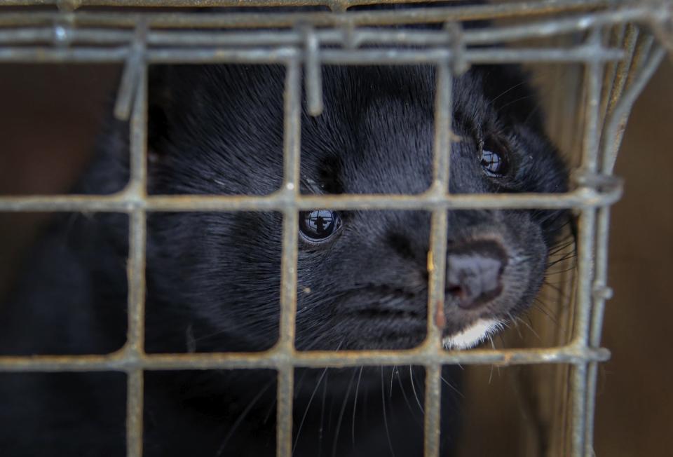 In this Dec. 6, 2012, file photo, a mink looks out of a cage at a fur farm in the village of Litusovo, northeast of Minsk, Belarus.