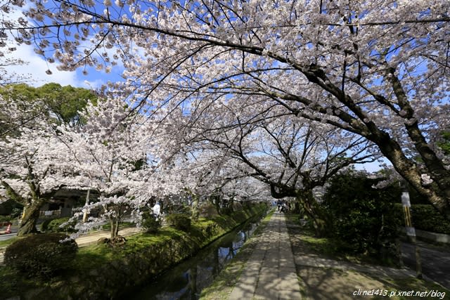 ▌京都。賞櫻▌必訪!浪漫指數破表♥哲學之道♥小橋流水。雪櫻滿開的河道美景