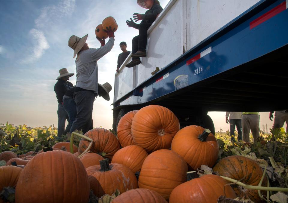 Farmworkers pick pumpkins in a Von Groningen and Sons Farm's field on Highway 4 and Kaiser Road east to Stockton. The farmworkers are photographed from their shady side, Oct. 11, 2019.