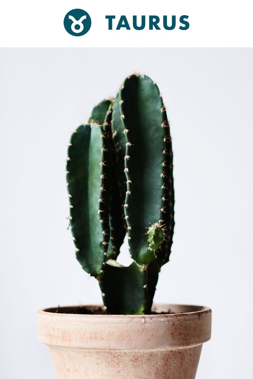 Taurus : Cacti