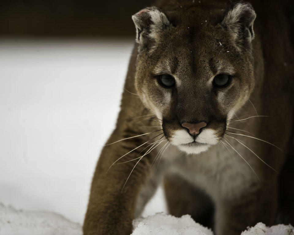 Stalking the Mountain Lion