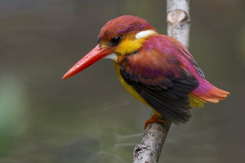 <span class="caption">Rufous-backed dwarf kingfisher habitat is lost when forests are cleared for oil palm plantations</span> <span class="attribution"><span class="source">© Muhammad Syafiq Yahya</span></span>