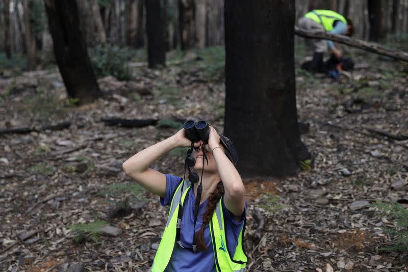 The Wider Image: From disease to bushfires, Australia's iconic koalas face bleak future