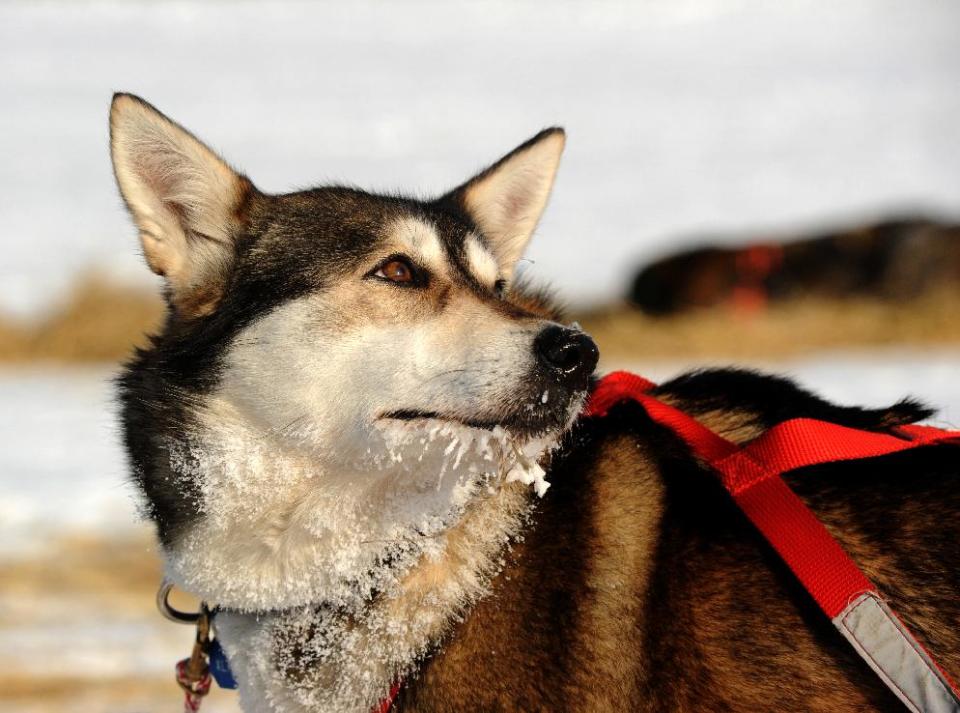 One of John Dixon’s team dogs looks back at the musher after they arrived at the Nikolai checkpoint during the 2014 Iditarod Trail Sled Dog Race on Wednesday, March 5, 2014. (AP Photo/Anchorage Daily News,Bob Hallinen)