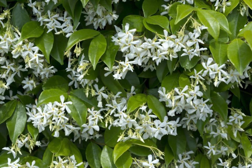 <p>Along with its sweet scent, star jasmine's versatility makes it a delightful addition to many gardens. Grow it along porch supports, to help conceal garden eyesores, as a living fence, or as a ground cover in warmer climates. (It will not attach to masonry without support.)</p><p><strong>When it blooms: </strong>Spring into summer</p><p><strong>Where to plant:</strong> Full sun to partial shade</p><p><strong>USDA Hardiness Zones:</strong> 8-10</p>