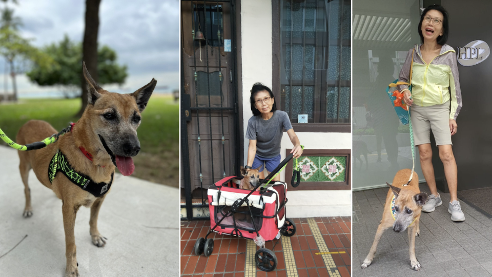 Tan Sei Ho and his dog Caddy (Photo: Tan Sei Ho) 