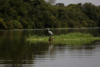 <p>A heron is seen in the Mamiraua Sustainable Development Reserve in Uarini, Amazonas state, Brazil, March 7, 2018. (Photo: Bruno Kelly/Reuters) </p>