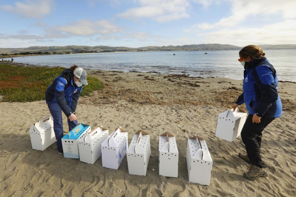 Two wildlife rescuers prepare to release seven fulmars in Bodega Bay.