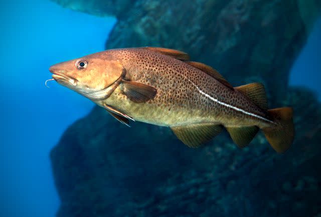 <p>Tatiana Mironenko / Getty Images</p> Atlantic cod fish