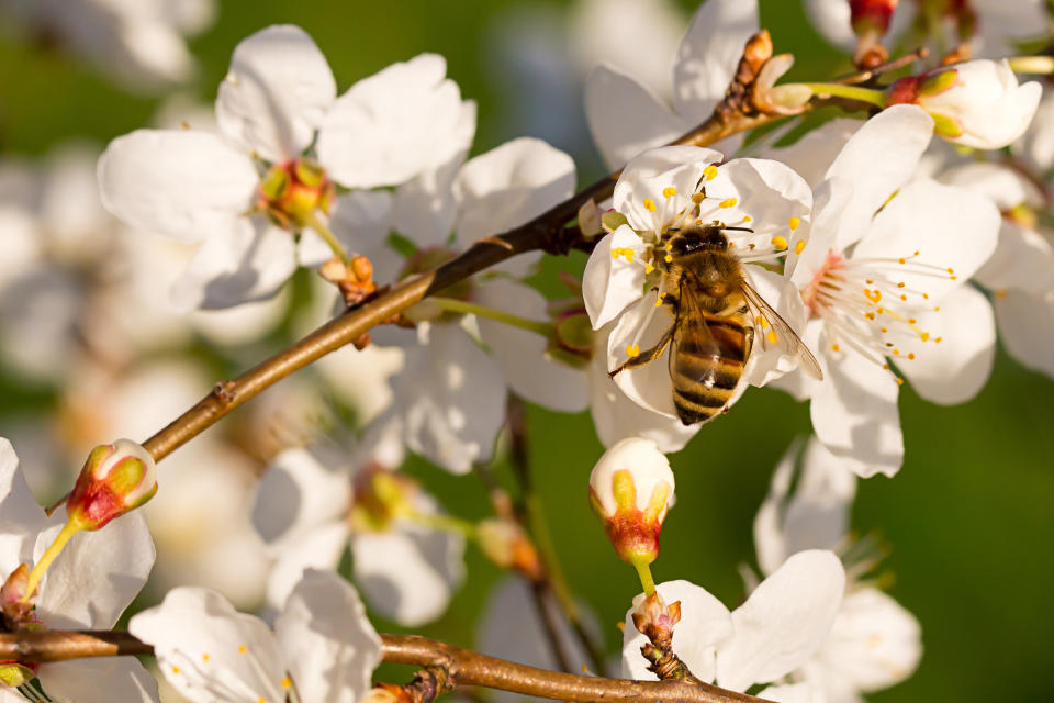 A bee pollinating an almond tree. (maexico via Getty Images)