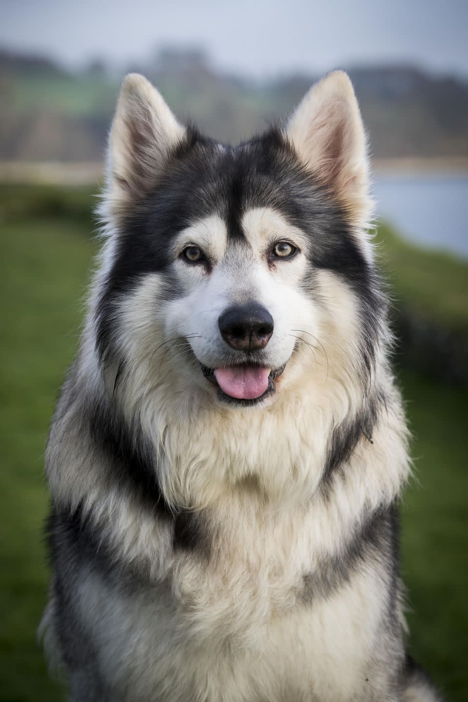 1) Northern Inuit Dog