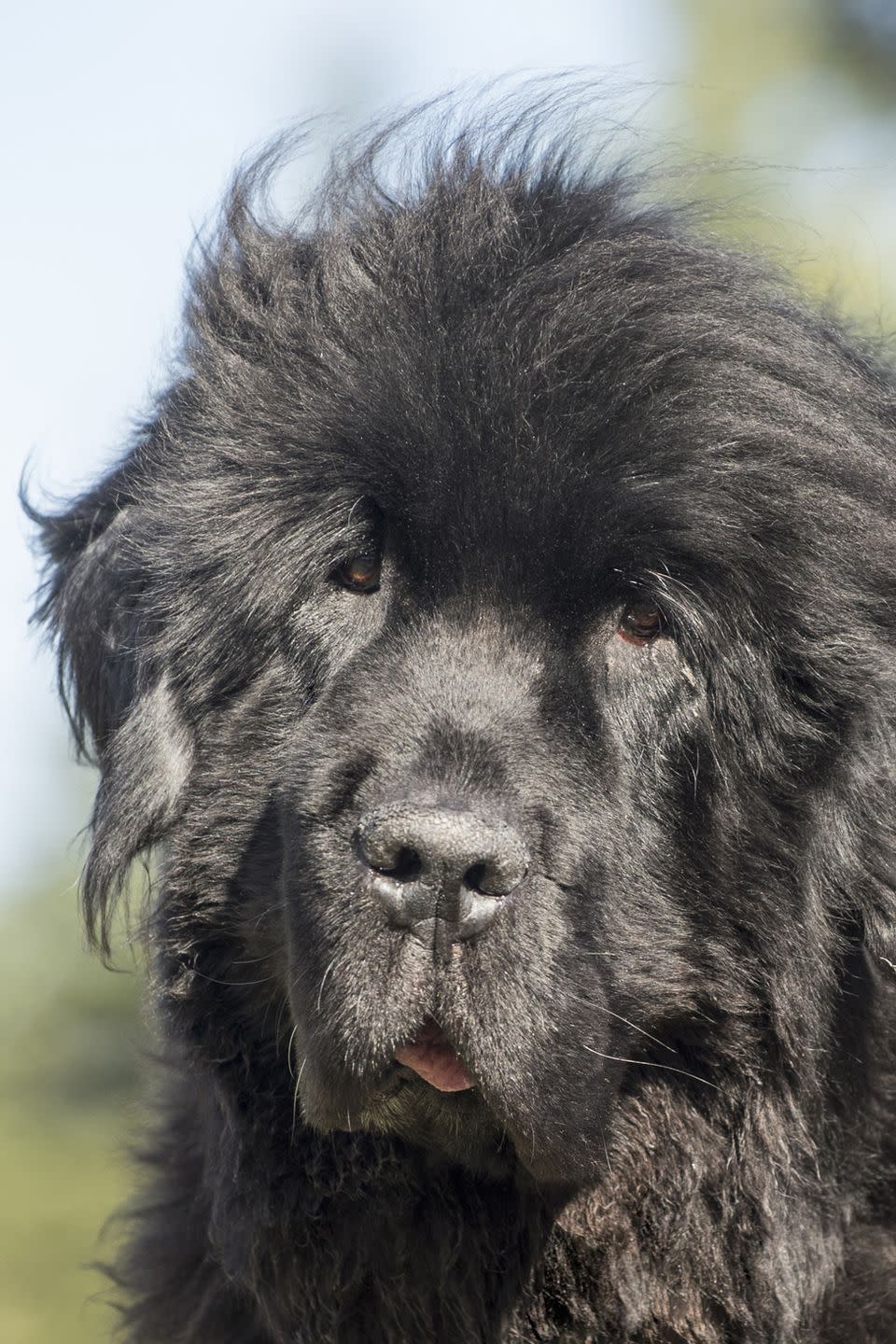 <p>This lovable dog was the model for the nursemaid dog in <i>Peter Pan</i>. Newfoundlands love children of all ages and are intelligent with a strong desire to please. </p>