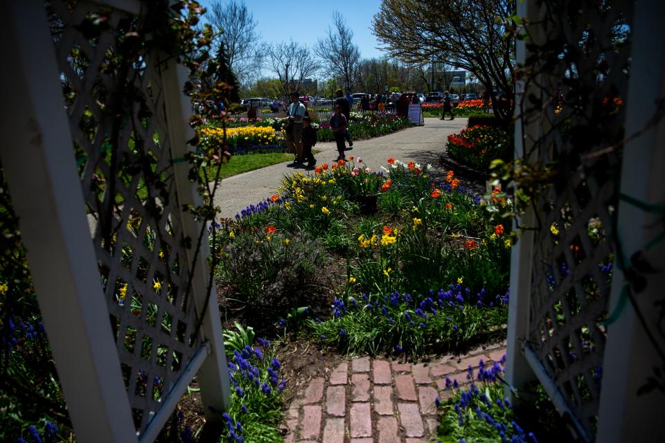 Scenes from Tulip Time 2022 as people walk through fields of tulips Monday, May 9, 2022, at Windmill Island Gardens in Holland. 