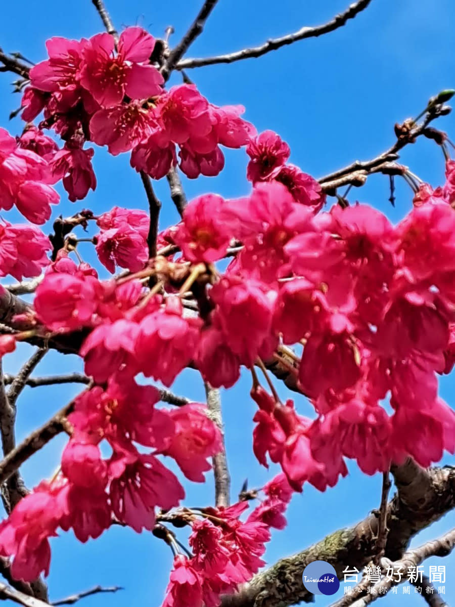 東勢林場火紅的櫻花盛開中。