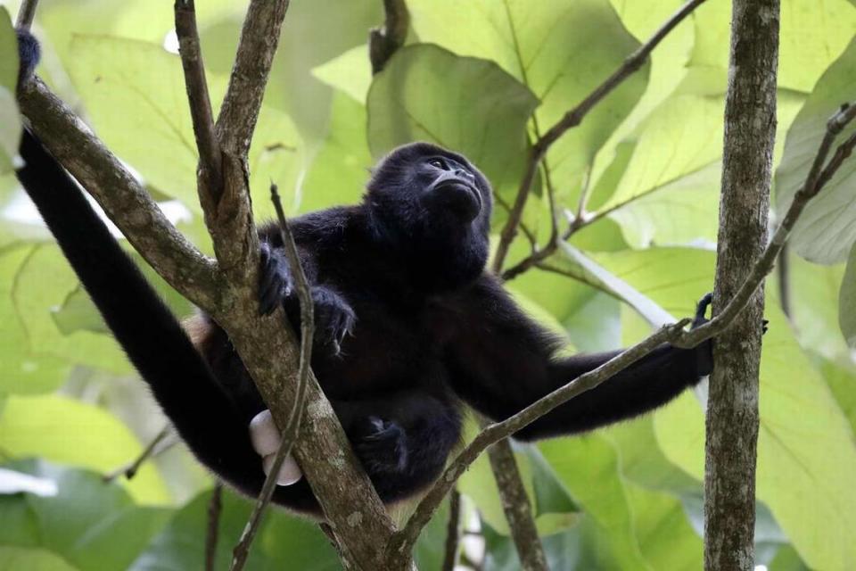 Costa Rica is also known for its abundance of national parks and wildlife. Jeffrey Arguedas Agencia EFE