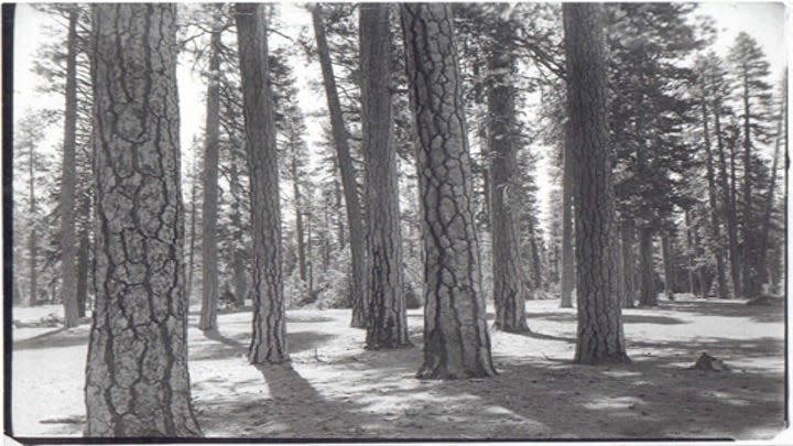 An open, parklike California forest in the early 1900s in its natural state before wildfires were suppressed.