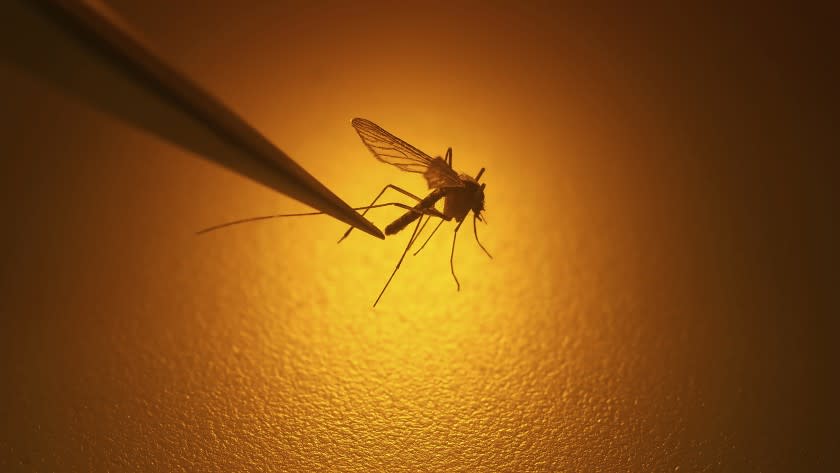 File - In this Aug. 26, 2019, file photo, Salt Lake City Mosquito Abatement District biologist Nadja Reissen examines a mosquito in Salt Lake City. The Utah Department of Health has confirmed this year's first human death from West Nile virus. Authorities said Saturday, Sept. 28, 2019, that a central Utah resident at least 65 years old died from the disease carried by mosquitoes sometime between Sept. 21 and 28. Utah health officials have confirmed 19 human cases West Nile virus this year. (AP Photo/Rick Bowmer, File)