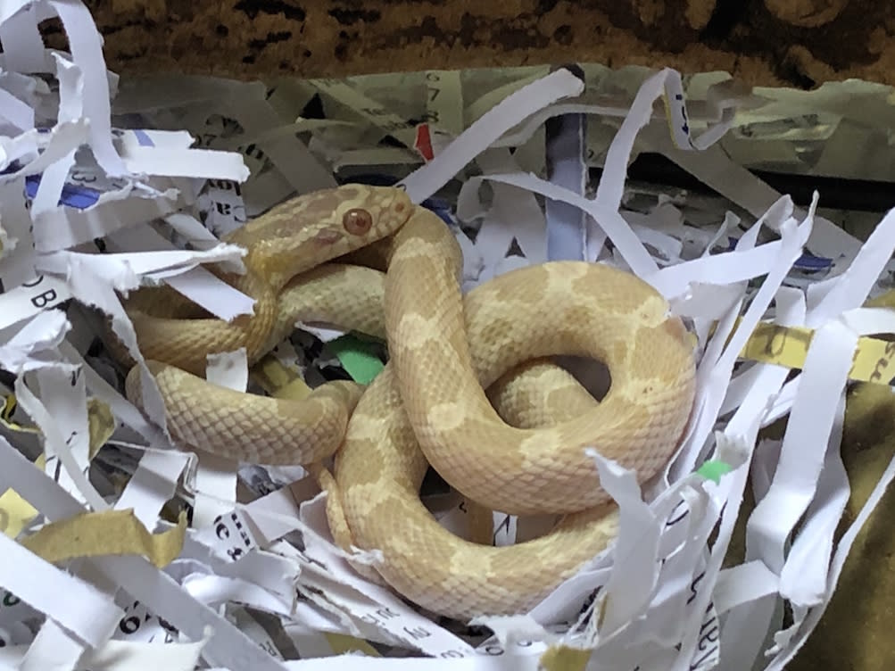 The snake was concealed in the kettle’s packaging (Picture: RSPCA)