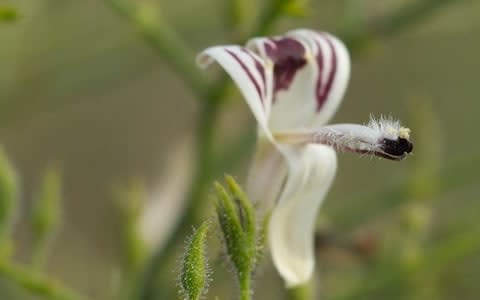 The andrographis plant  - Credit: Pukka herbs&nbsp;